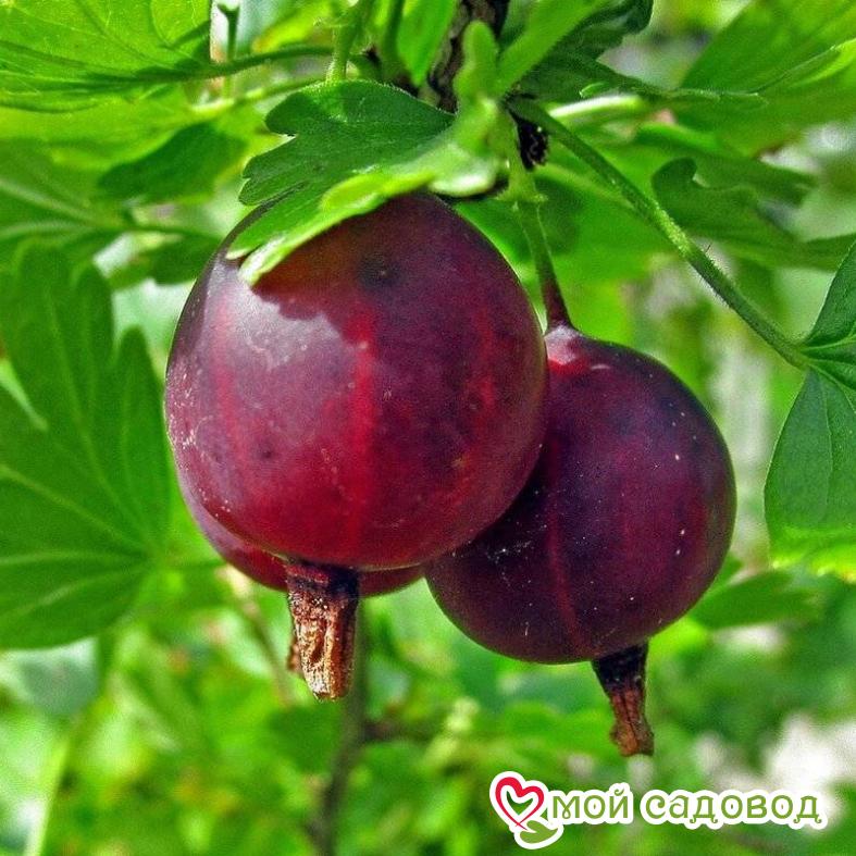 Крыжовник Владил