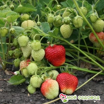 Клубника садовая Вима Занта