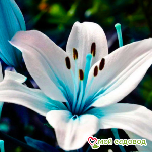 Лилия Мистик Лэйс